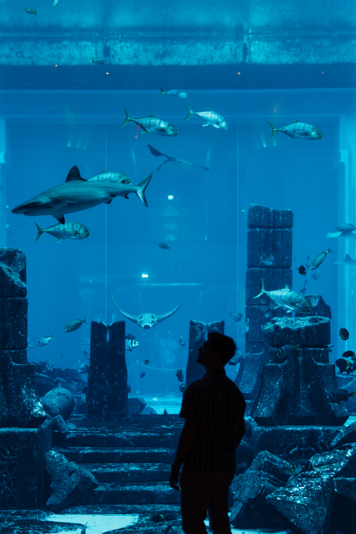 Dubai Aquarium & Underwater Zoo